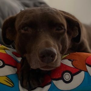 Meet your Posher, William